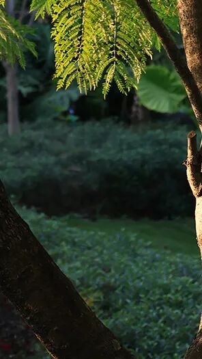 強輝新品木紋系列 | 用自然“森”呼吸，演繹生活的原生態之美(圖3)